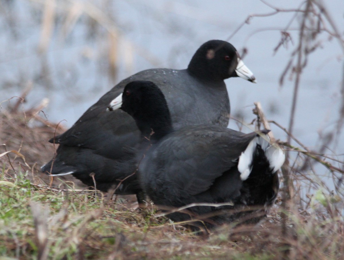 American Coot (Red-shielded) - ML89641251