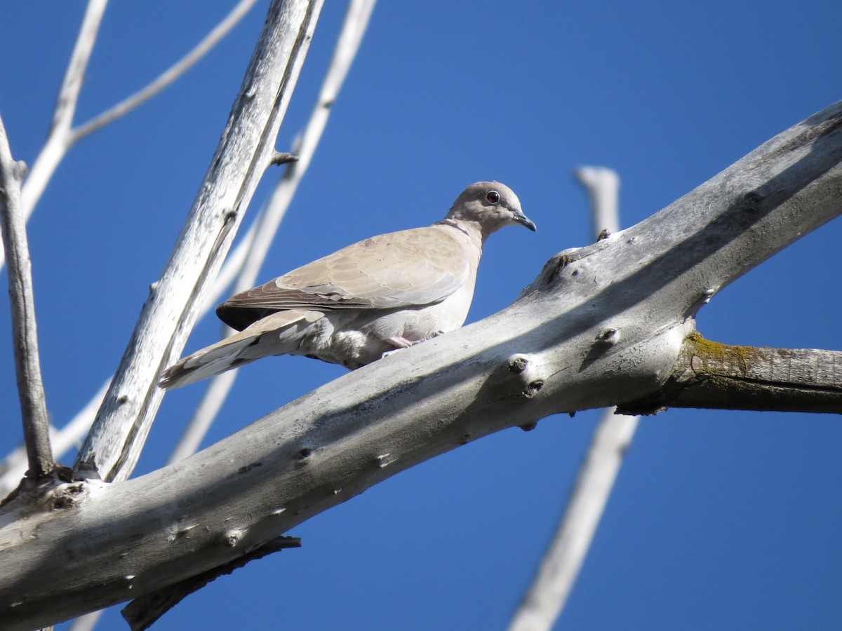 Eurasian Collared-Dove - ML89641921