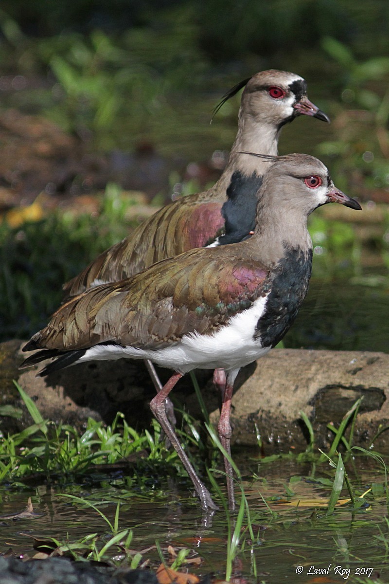 Southern Lapwing (cayennensis) - Laval Roy