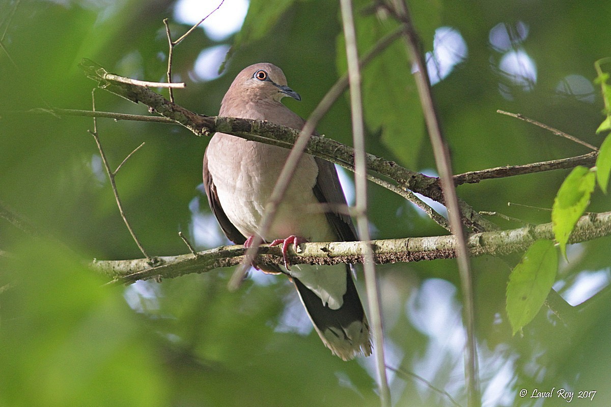 White-tipped Dove (White-tipped) - Laval Roy