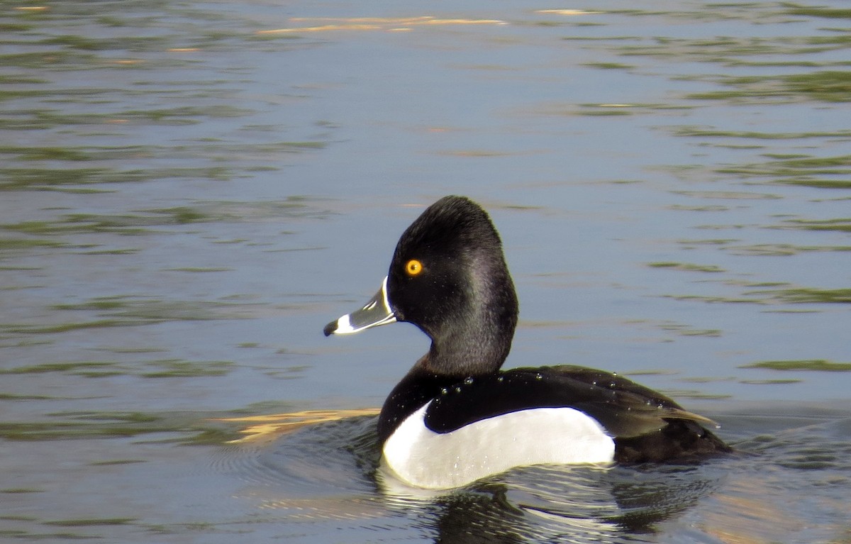 Ring-necked Duck - ML89643061