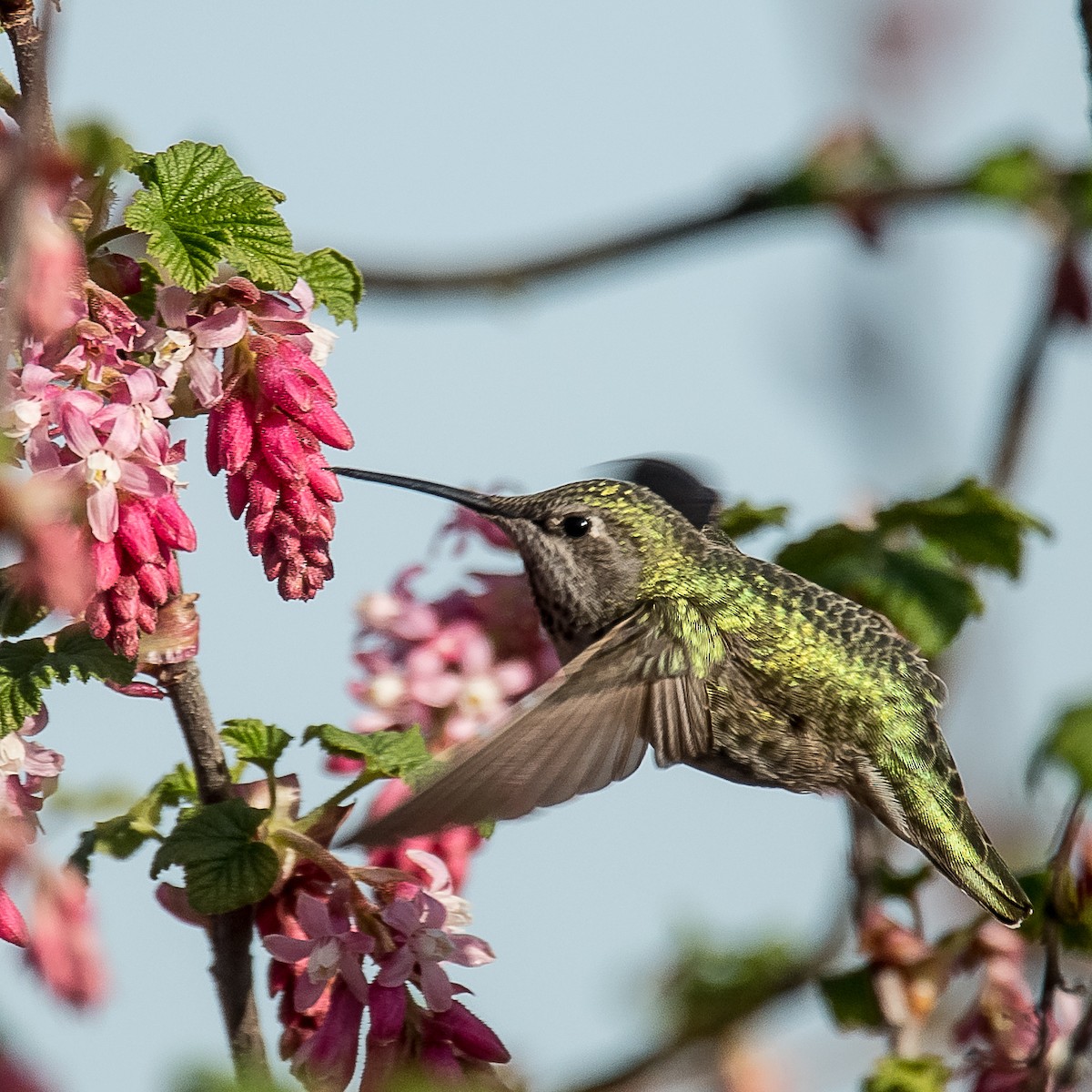 Anna's Hummingbird - Robert Clark