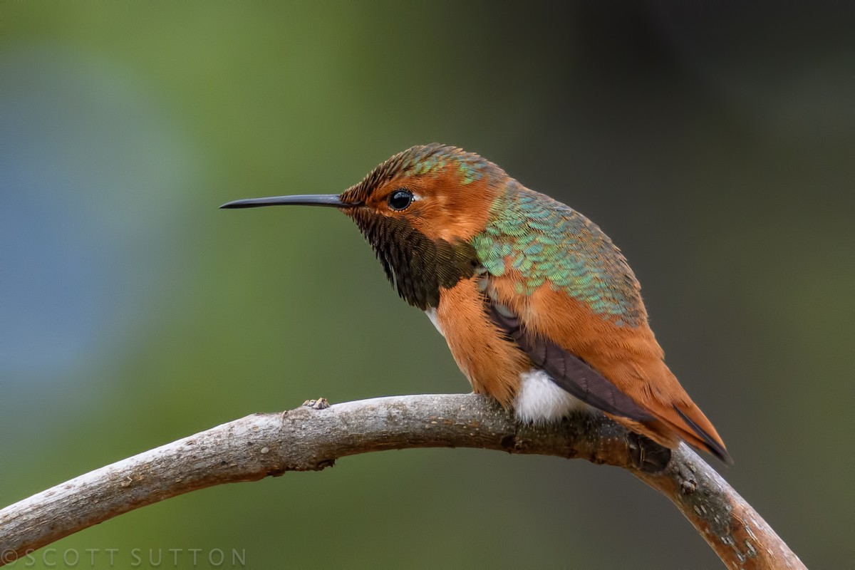 Allen's Hummingbird - Lisa & Scott Sutton