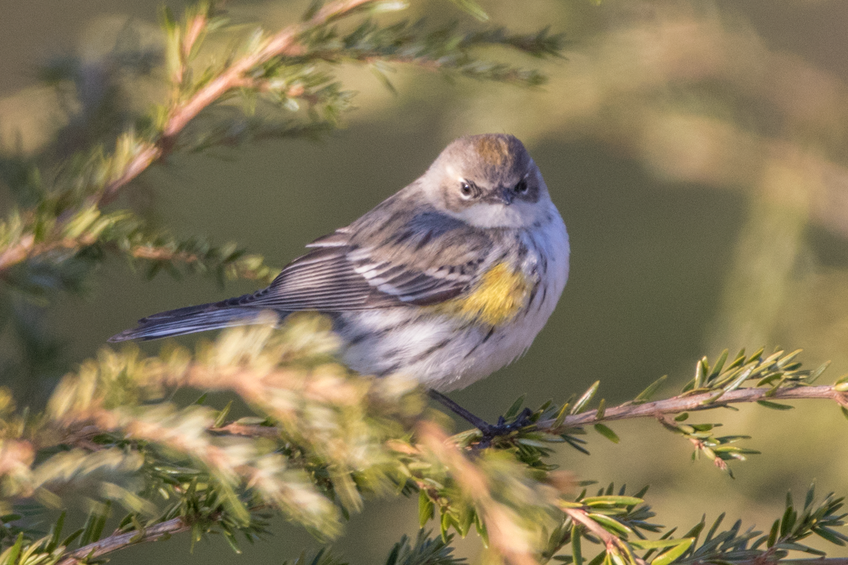 Yellow-rumped Warbler (Myrtle) - Martine Stolk