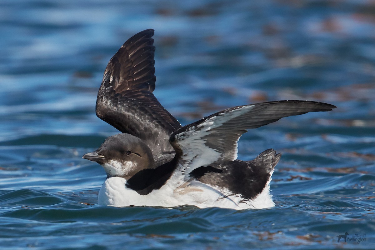 Thick-billed Murre - ML89649461