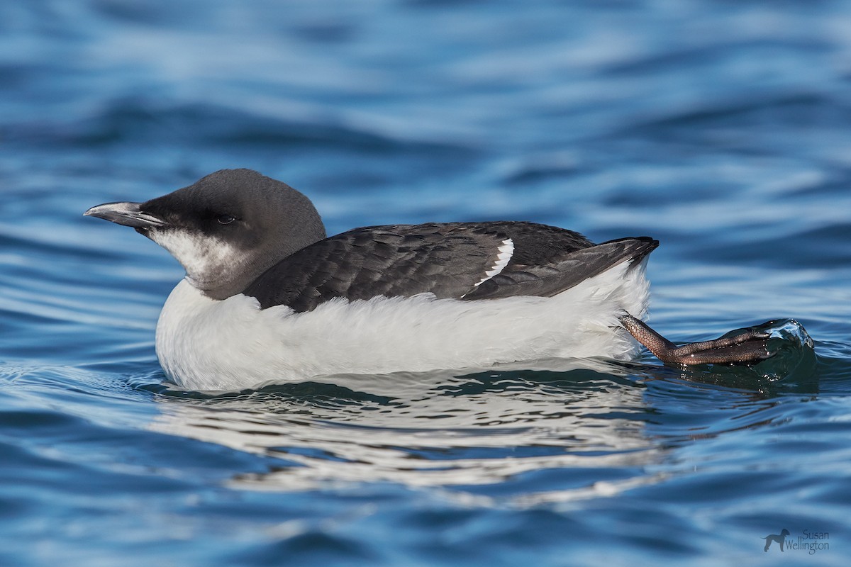 Thick-billed Murre - ML89649561