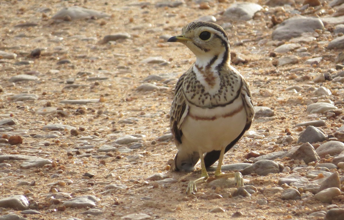 Three-banded Courser - ML89650791