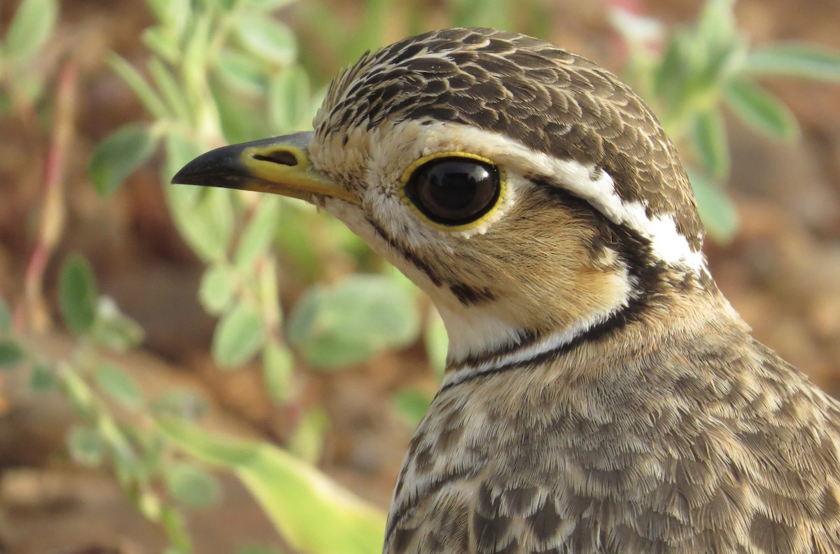 Three-banded Courser - ML89650861