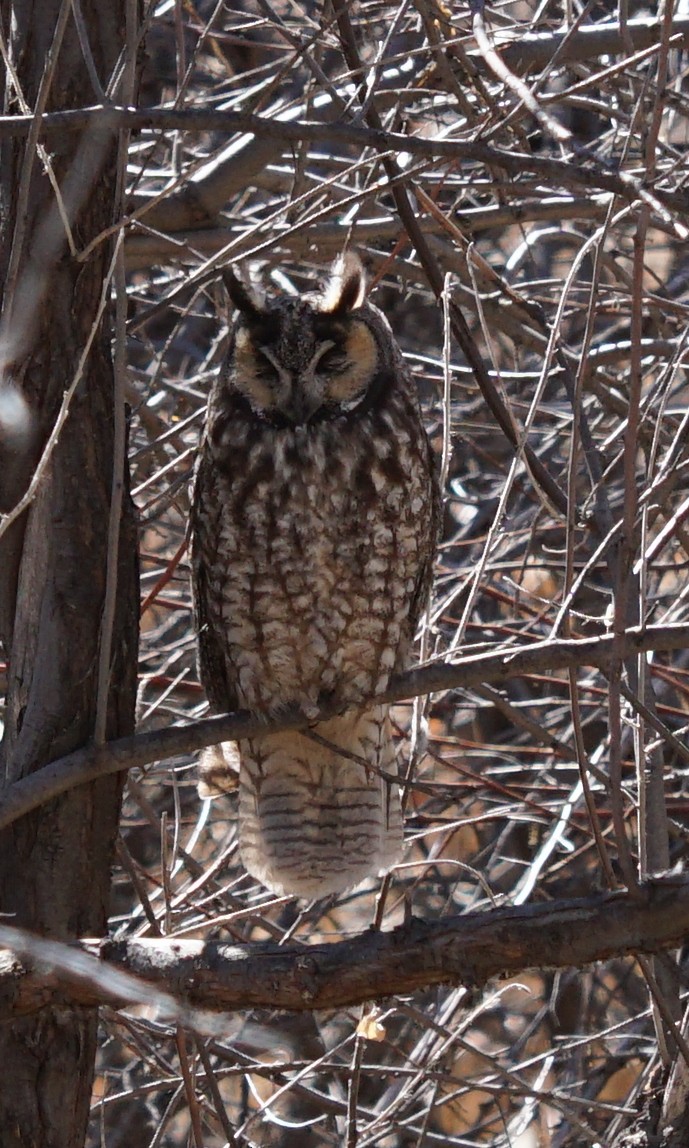 Long-eared Owl - ML89651351