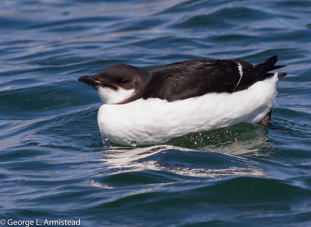 Thick-billed Murre - ML89656741