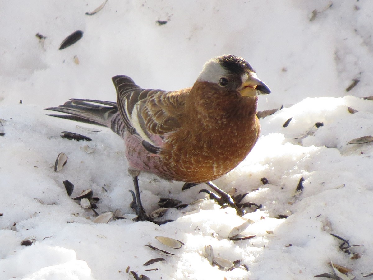 Gray-crowned Rosy-Finch - ML89657891