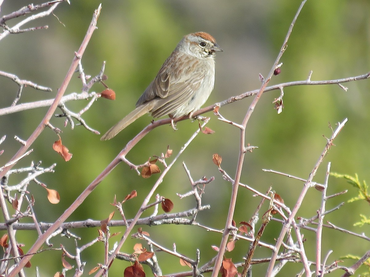 Rufous-crowned Sparrow - ML89659901