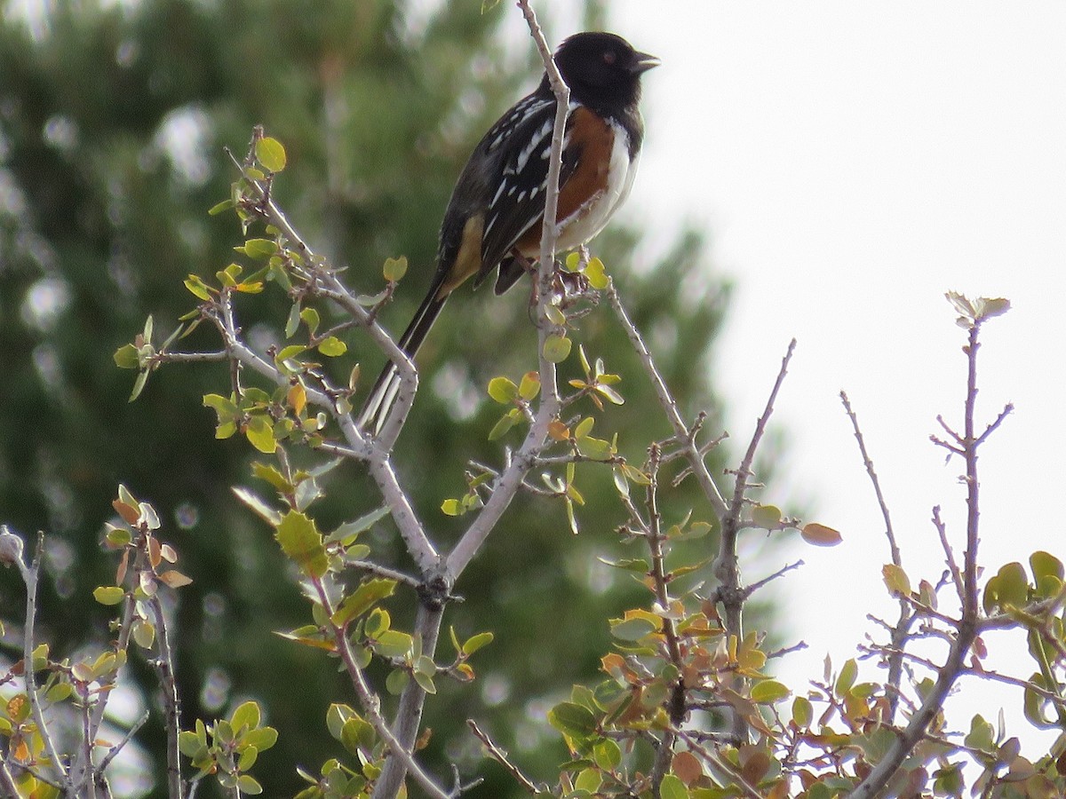 Spotted Towhee - ML89660211