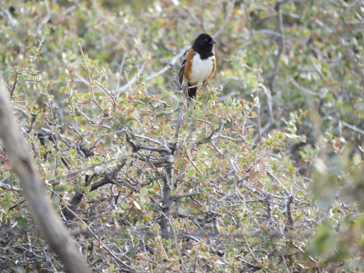 Spotted Towhee - ML89660231
