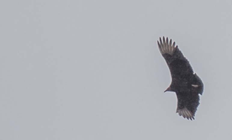Black Vulture - ML89662531