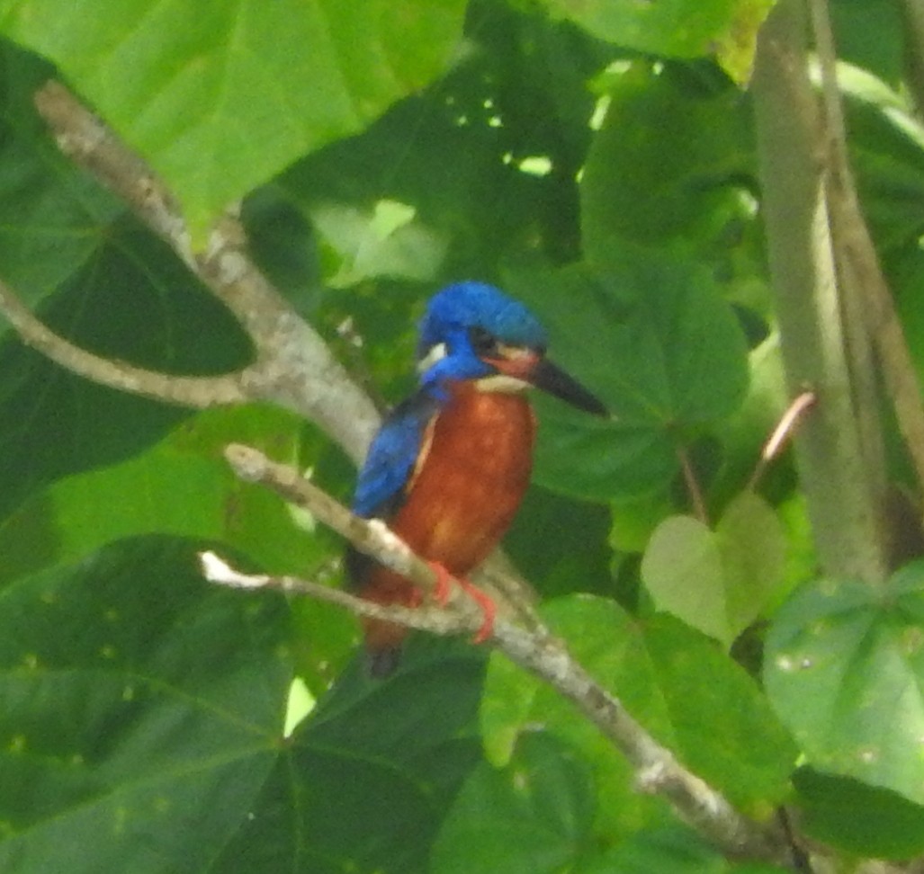 Blue-eared Kingfisher - ML89663231