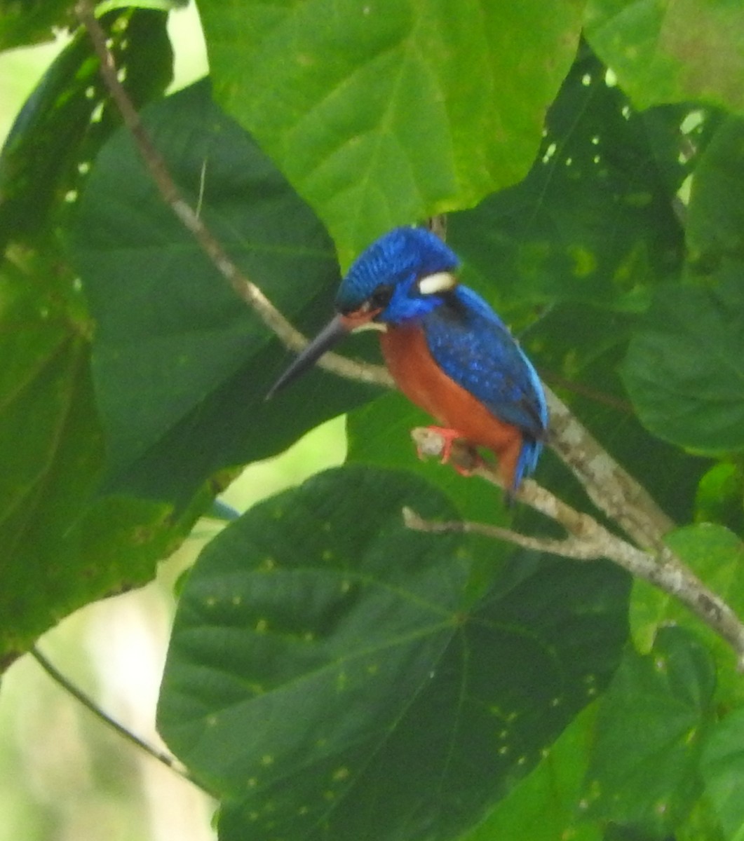Blue-eared Kingfisher - Sandy Gayasih