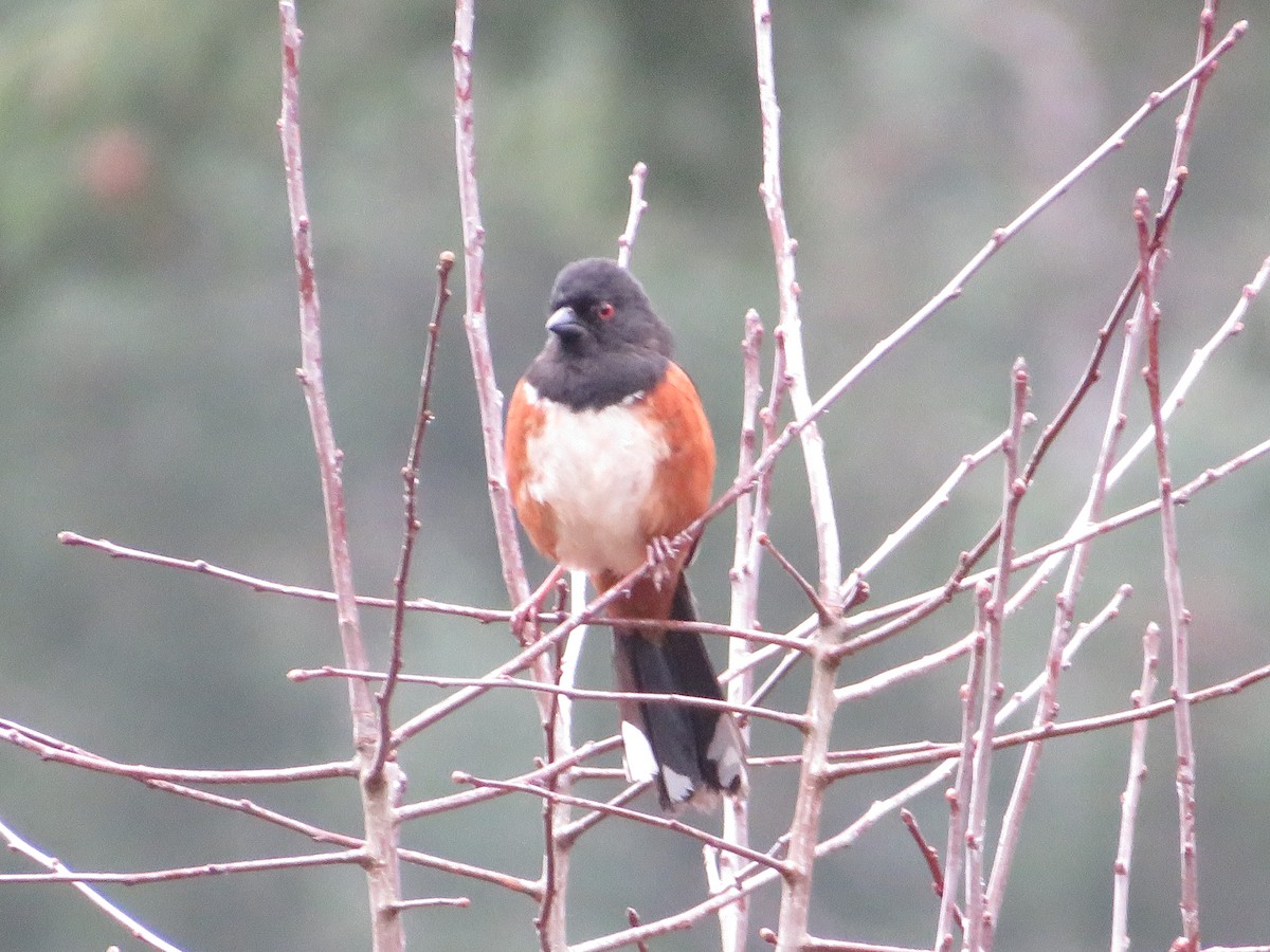 Spotted Towhee - Kathleen Fowler