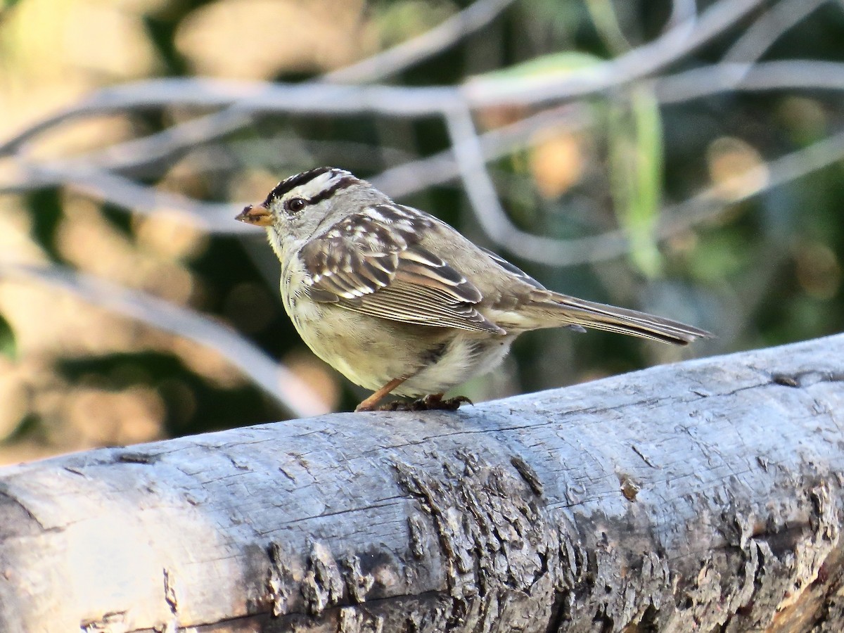 White-crowned Sparrow - ML89666331
