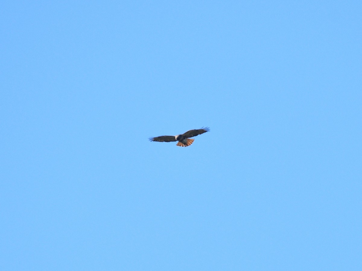 Red-tailed Hawk - Hugh Whelan