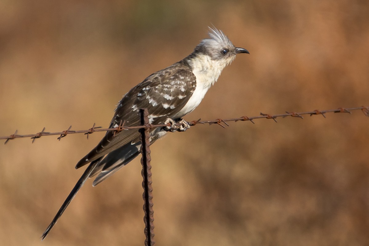 Great Spotted Cuckoo - Gerald Hoekstra