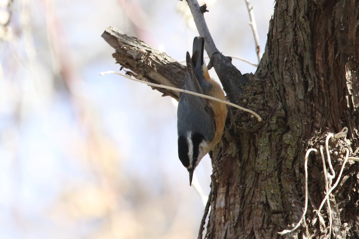 Red-breasted Nuthatch - ML89672251