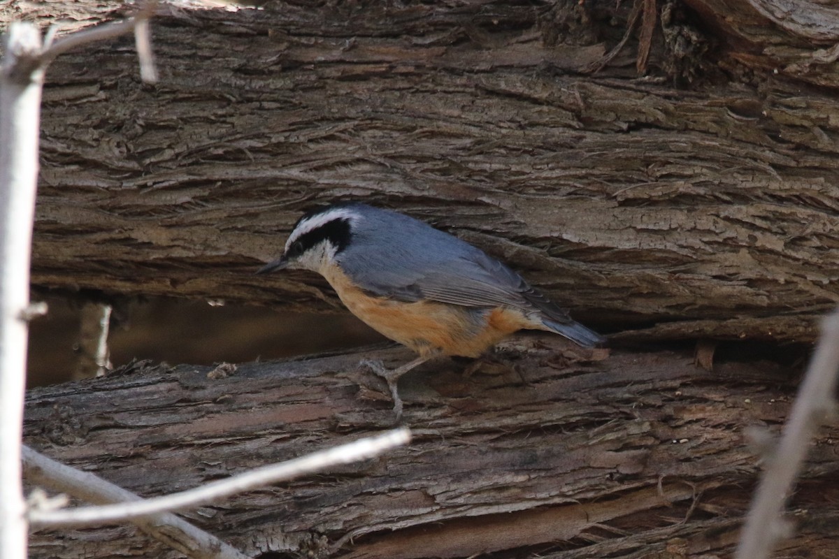 Red-breasted Nuthatch - ML89672351