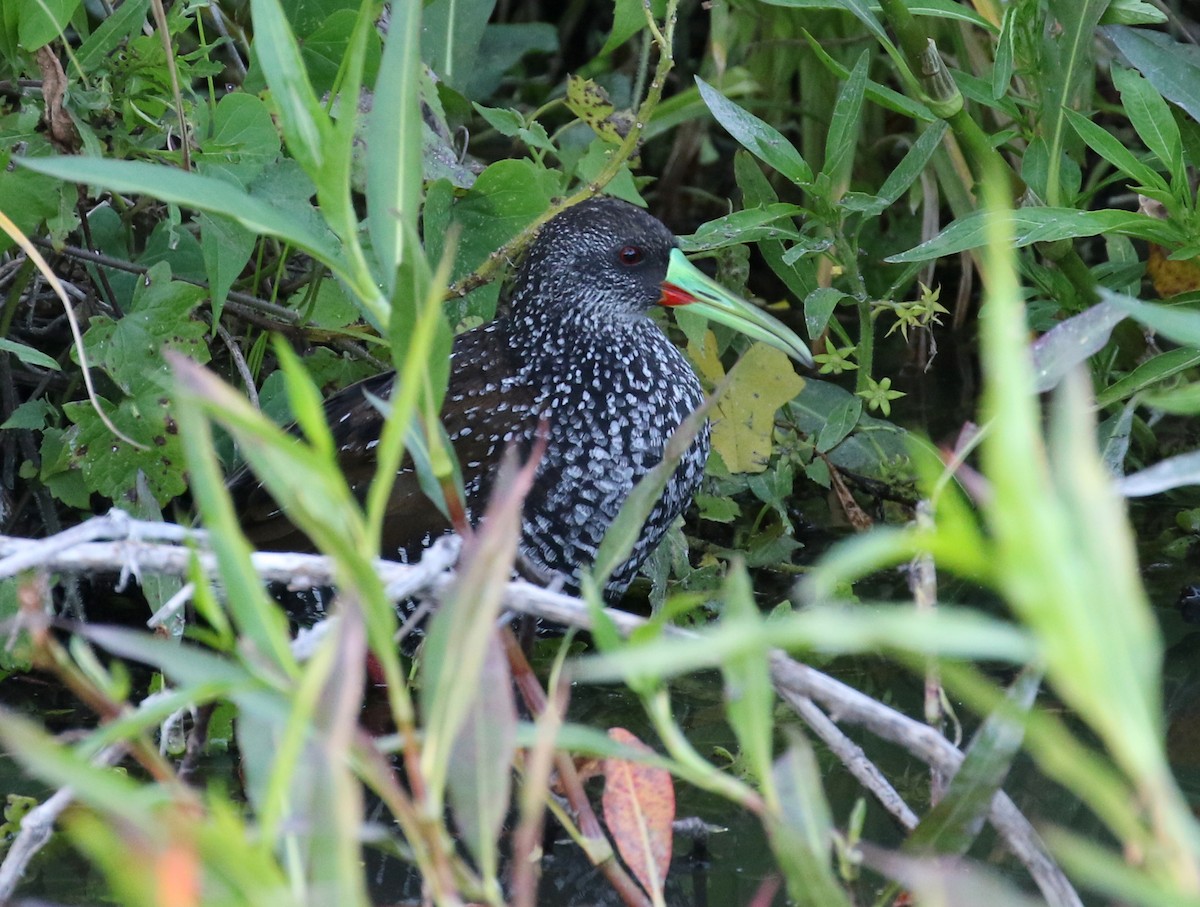 Spotted Rail - ML89673221