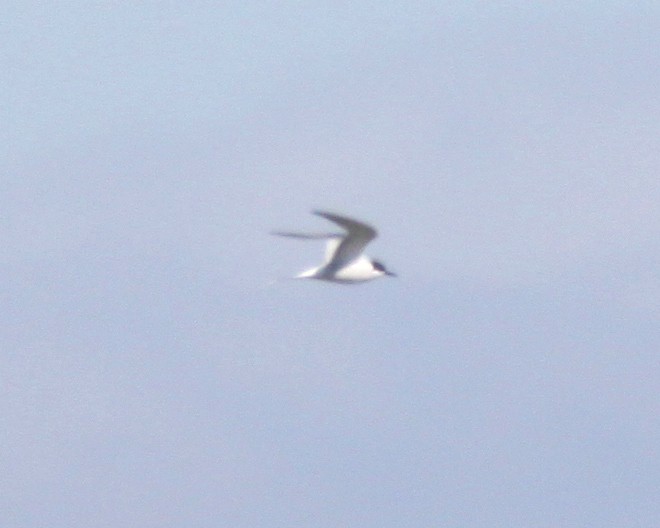 Common Tern (longipennis) - ML89674951
