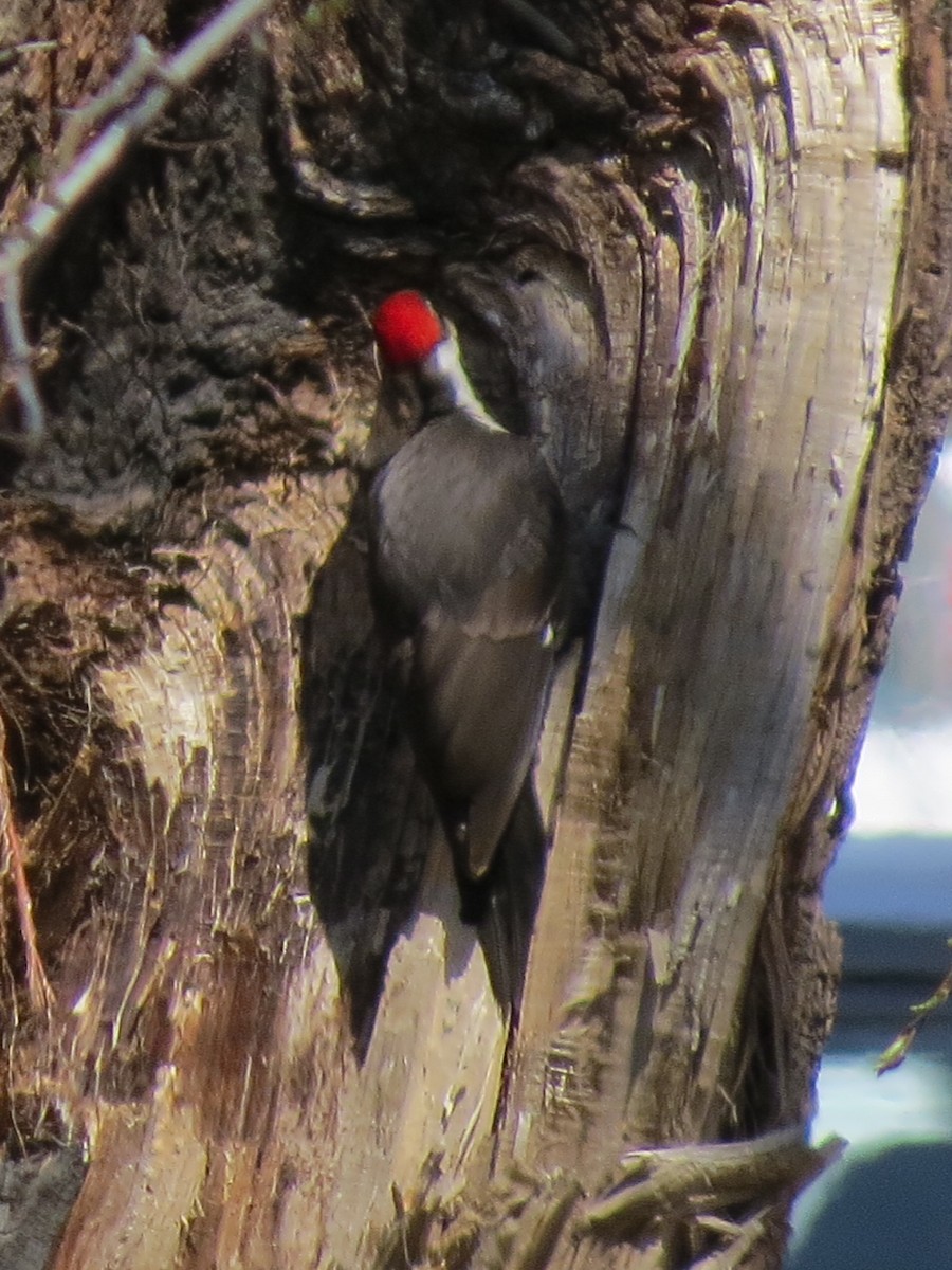 Pileated Woodpecker - Jeff Skrentny