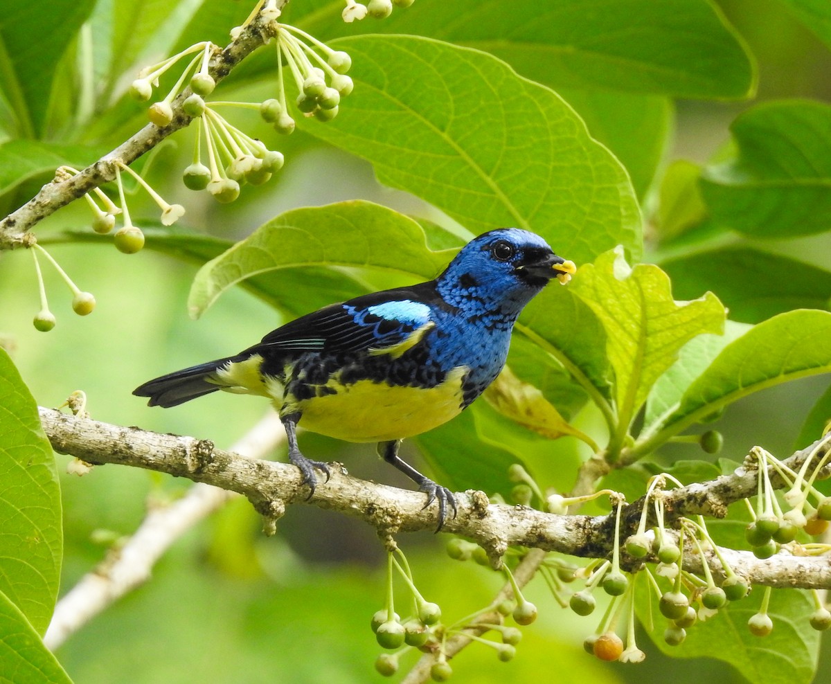 Turquoise Tanager - ML89679201