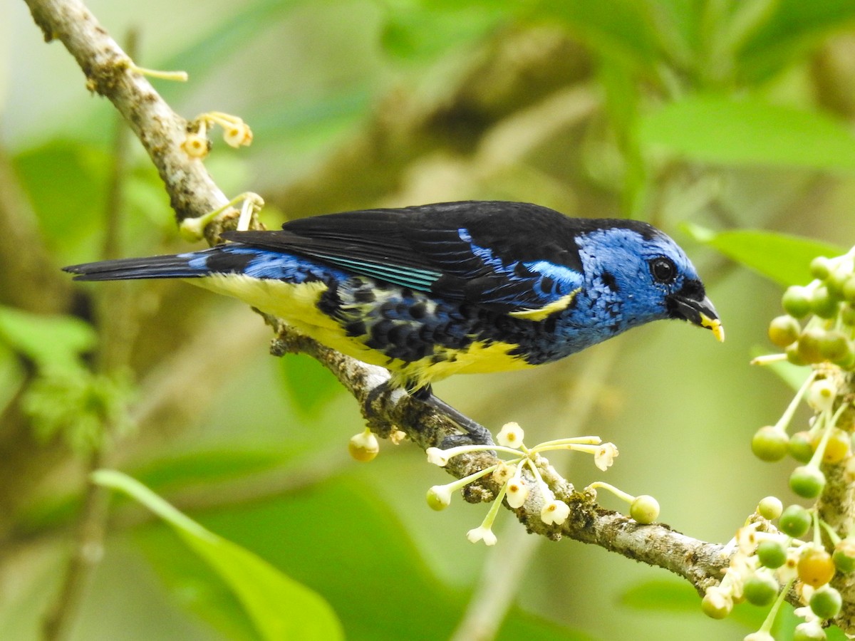 Turquoise Tanager - ML89679211