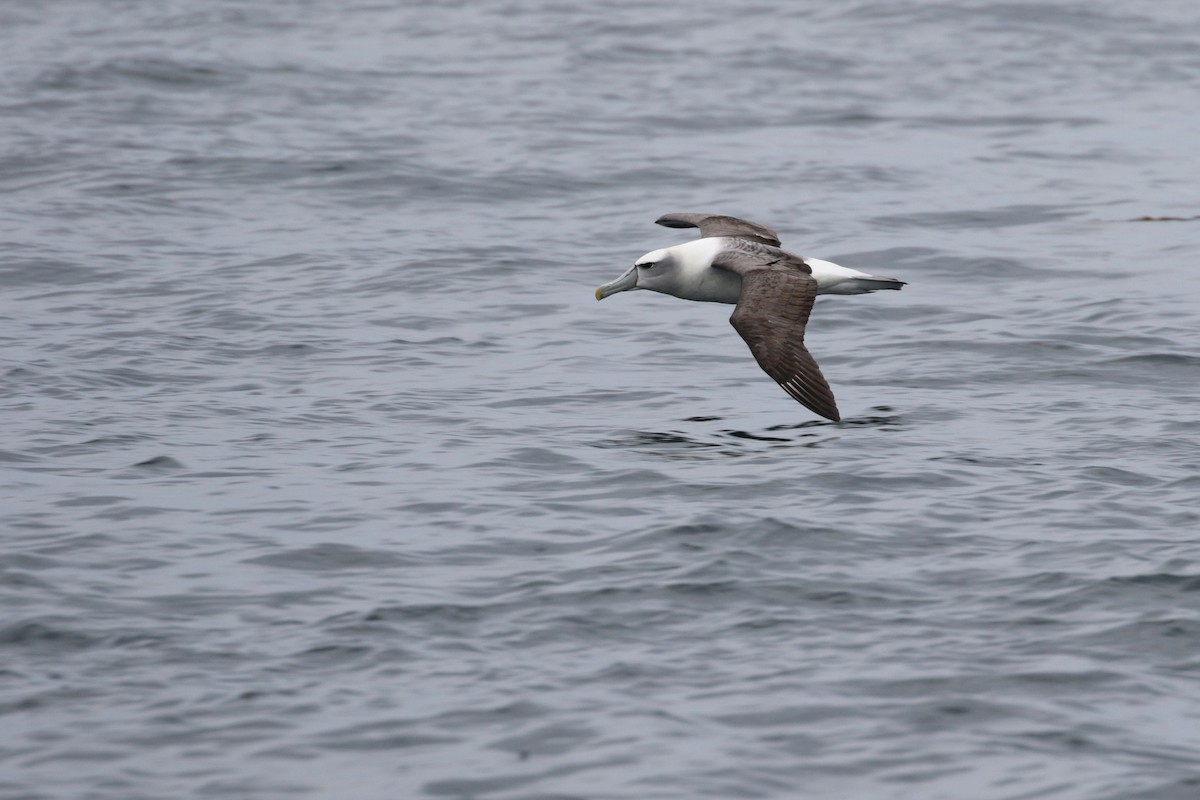 White-capped Albatross - Cameron Eckert
