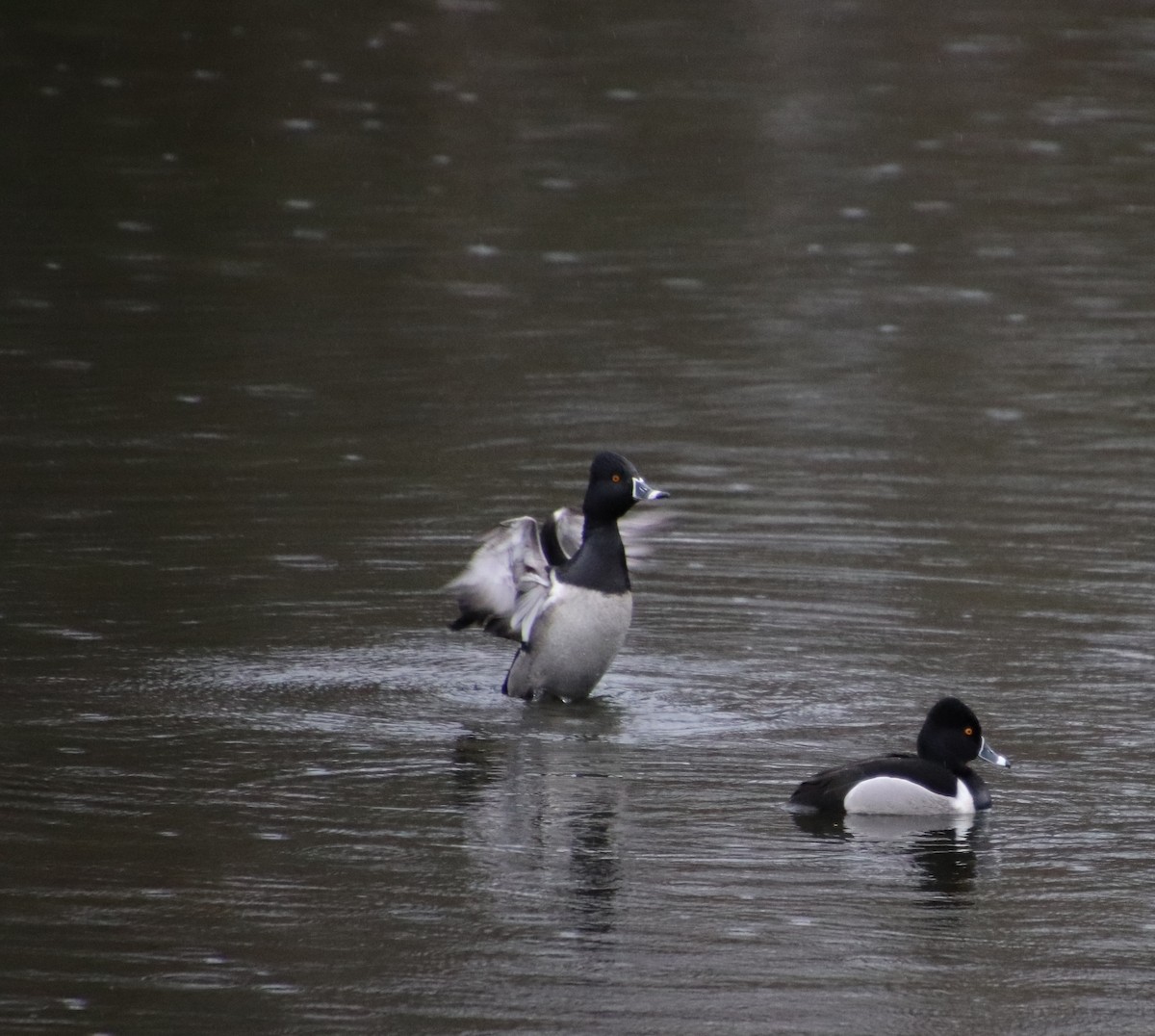 Ring-necked Duck - Darcy Thomas