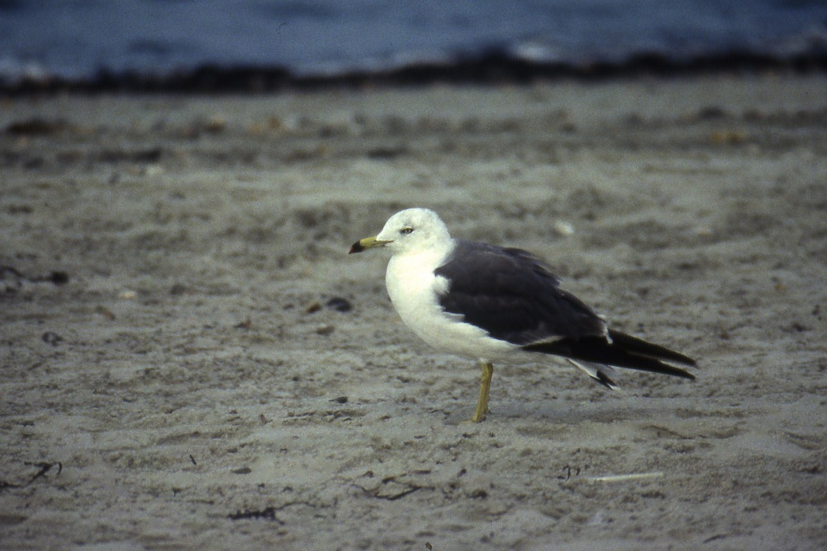 Black-tailed Gull - Stephen Mirick