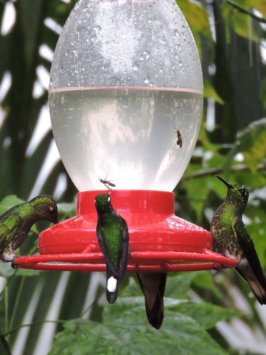 kolibřík skvrnoocasý - ML89683011