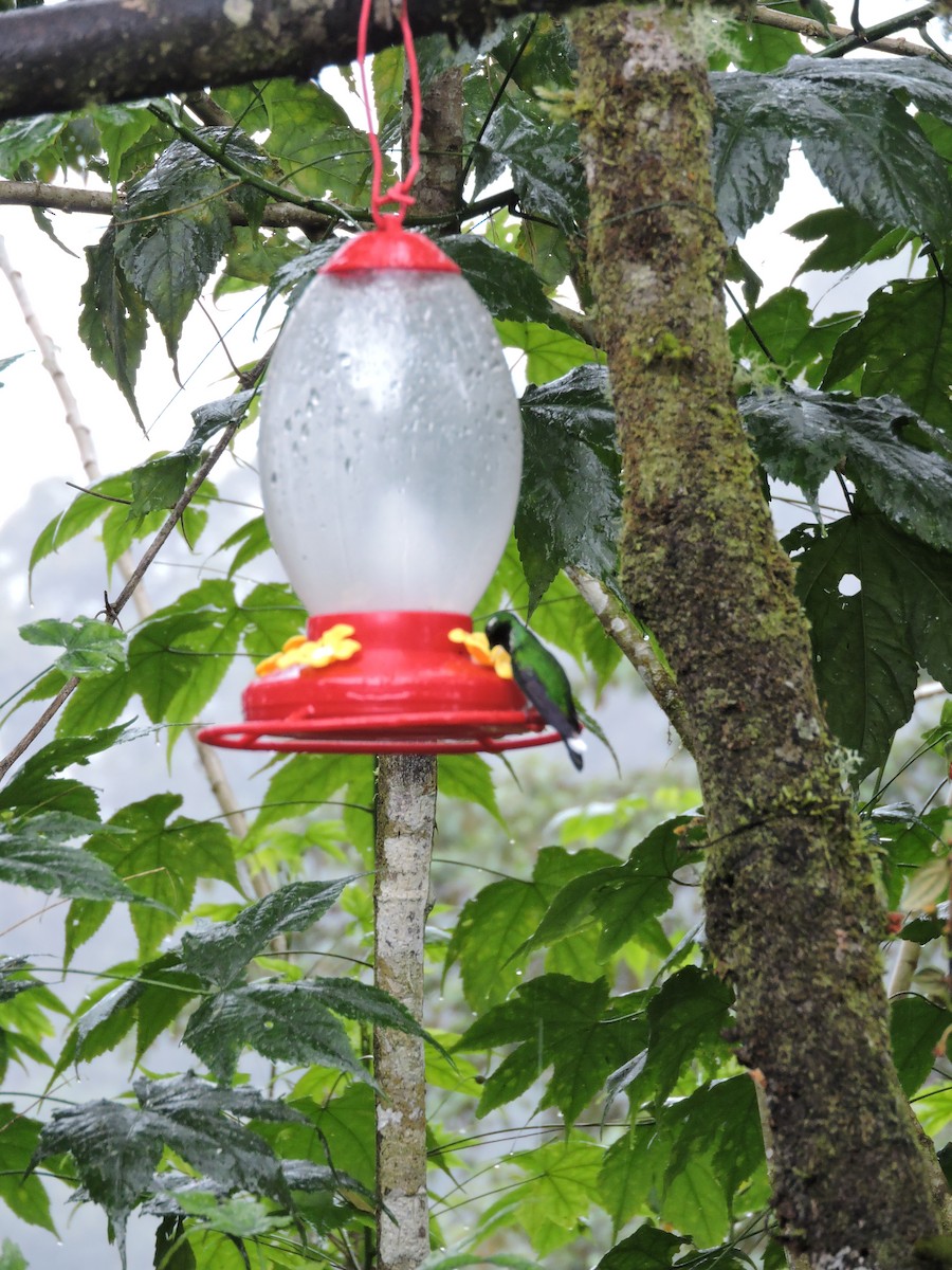 Пурпурногрудый колибри - ML89683841