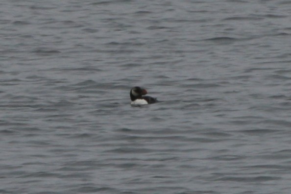 Horned Puffin - ML89685841