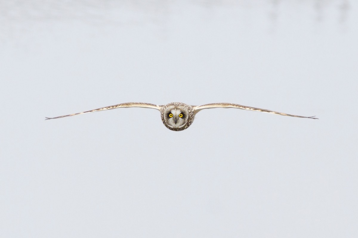Short-eared Owl - Samuel Paul Galick