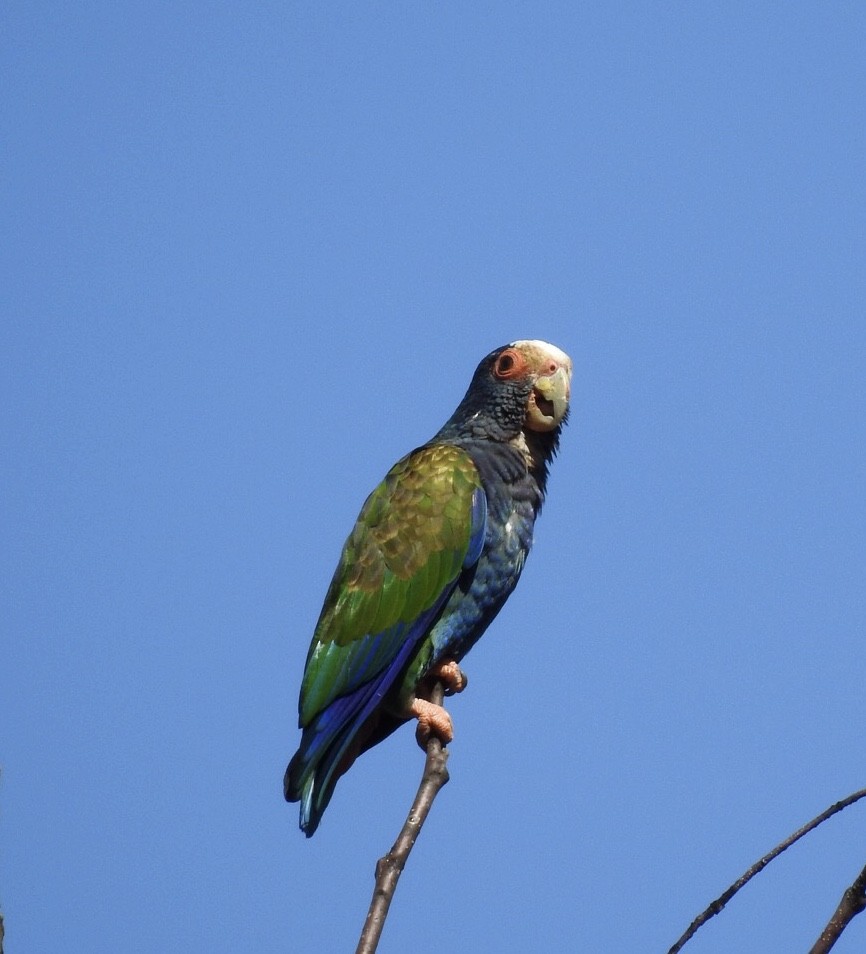 White-crowned Parrot - ML89687151