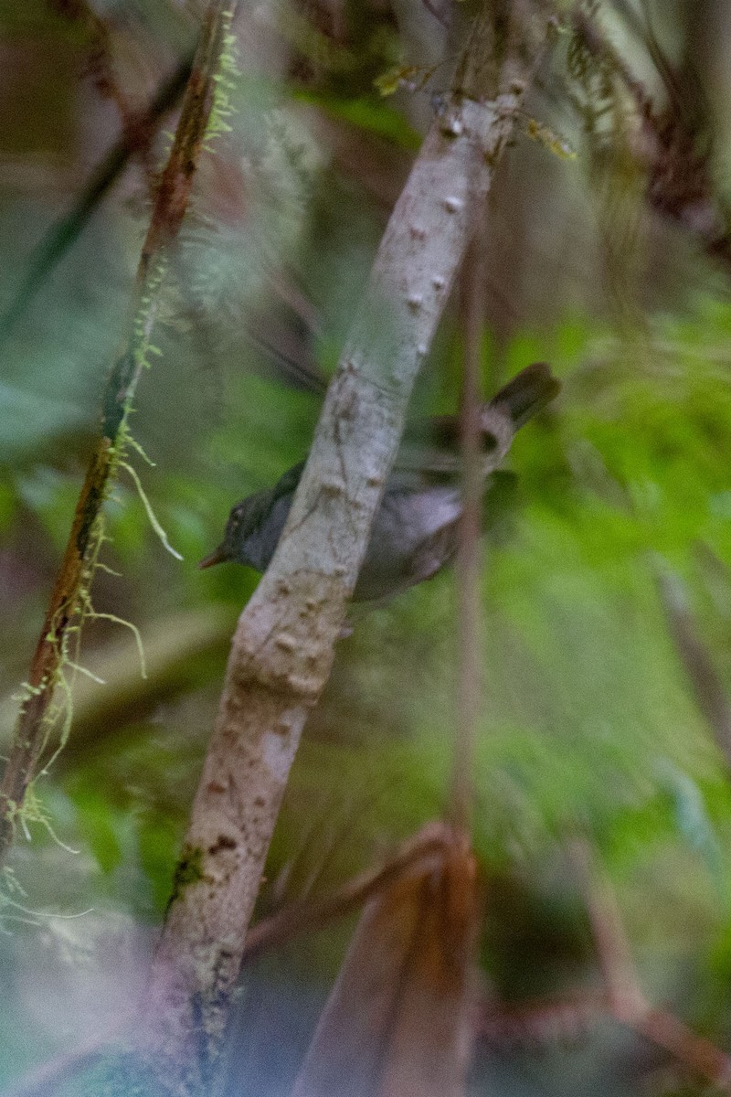 Mountain Mouse-Warbler - ML89688271