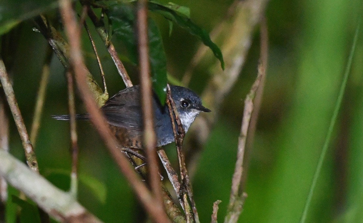 White-breasted Tapaculo - ML89689631