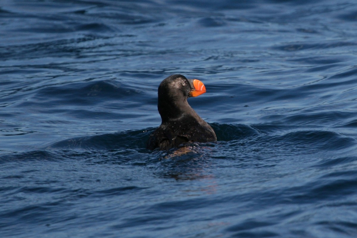 Tufted Puffin - James (Jim) Holmes