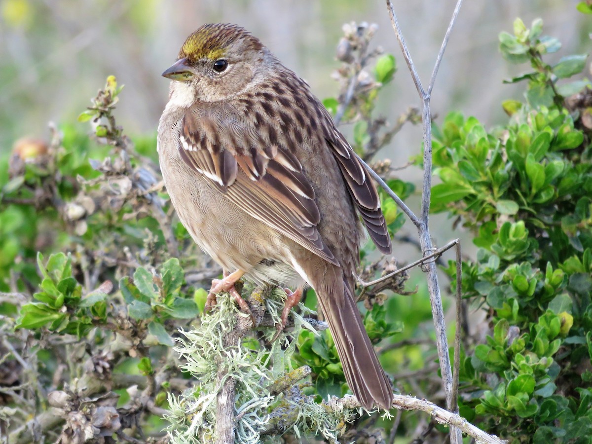 Golden-crowned Sparrow - ML89691291