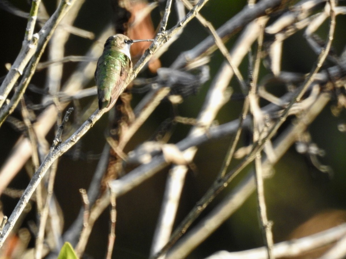 Ruby-throated Hummingbird - ML89692511