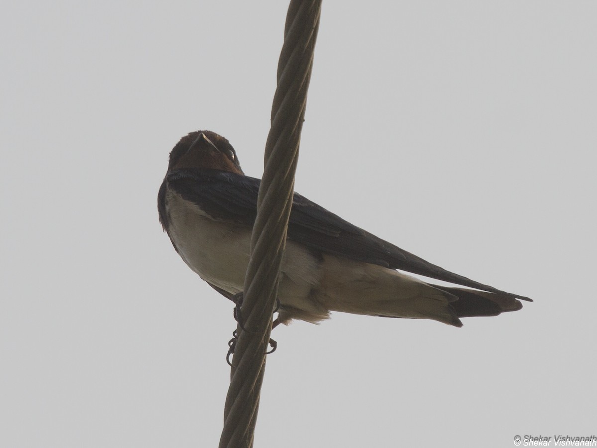 Barn Swallow - ML89694031