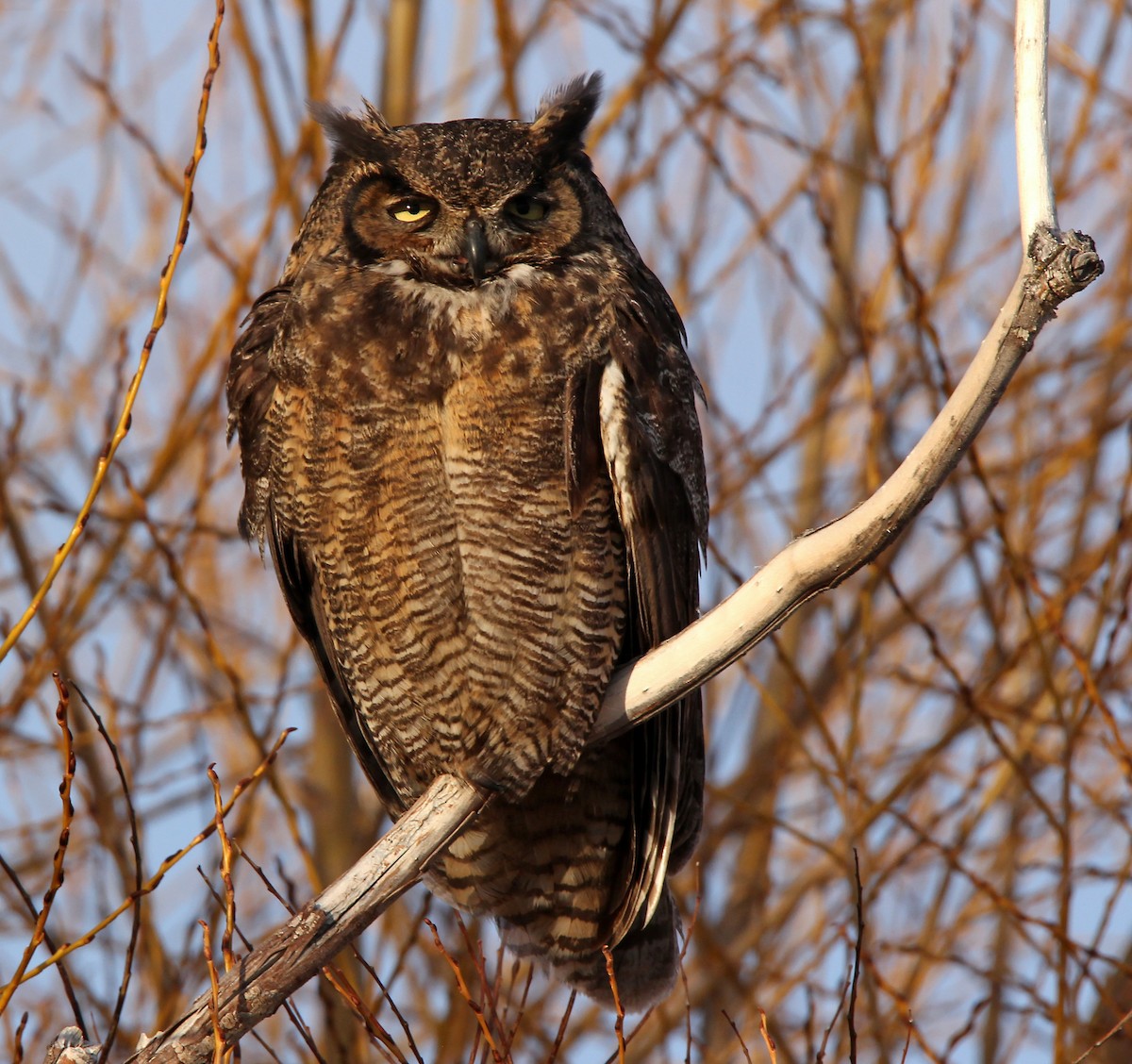 Great Horned Owl - Helga Knote