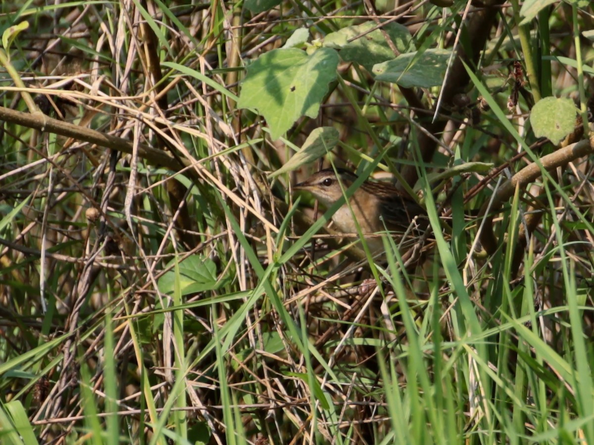 Pallas's Grasshopper Warbler - ian dugdale