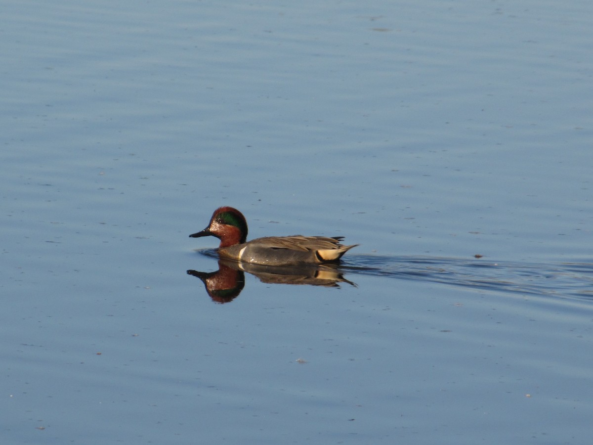 Green-winged Teal - ML89699411