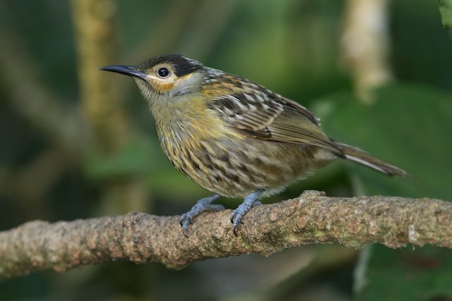 Macleay's Honeyeater